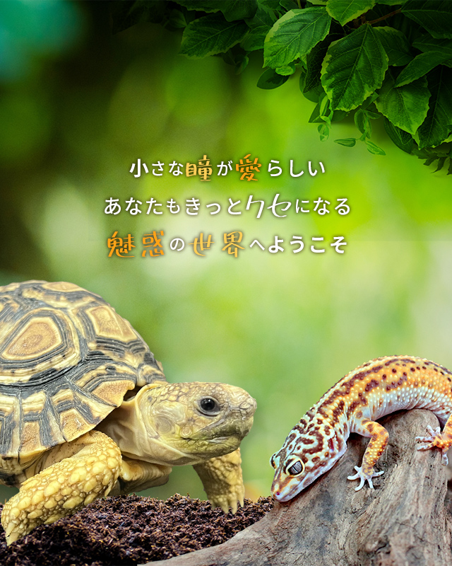 沖縄県宜野湾のお勧め爬虫類販売・買取店はExo Forest