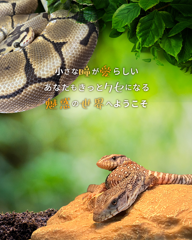 沖縄県宜野湾のお勧め爬虫類販売・買取店はExo Forest